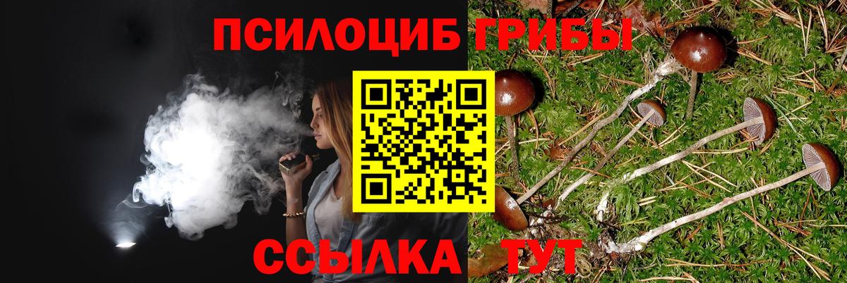 Псилоцибиновые грибы Psilocybe Можга